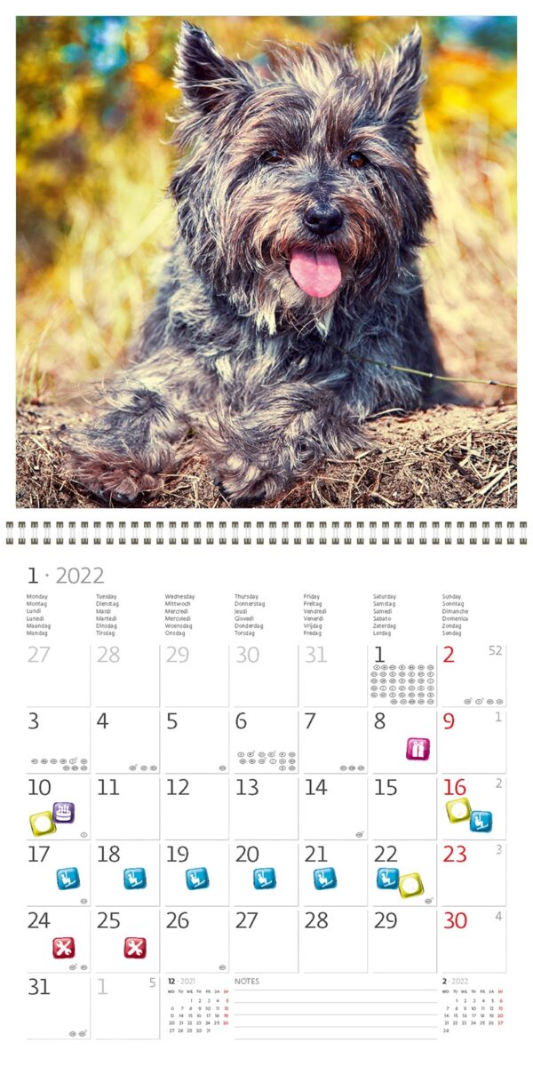 Wall calendar Dogs 2022 January