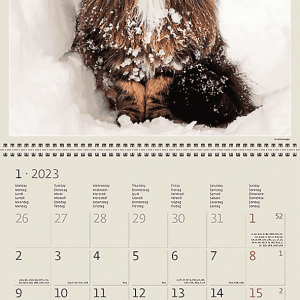 Calendar Cats - January