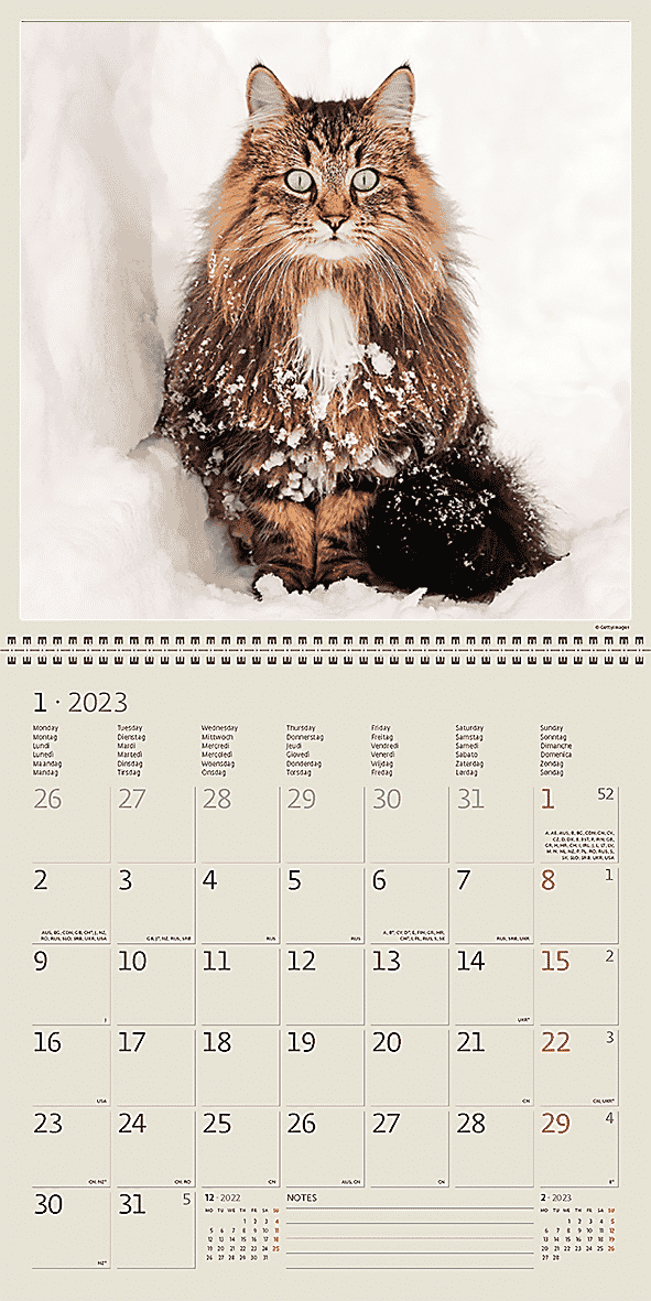 Calendar Cats - January