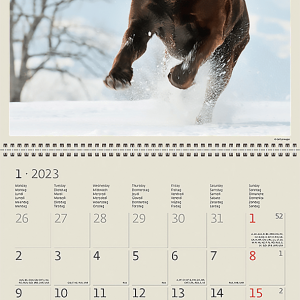 Calendar Dogs 2023 - January