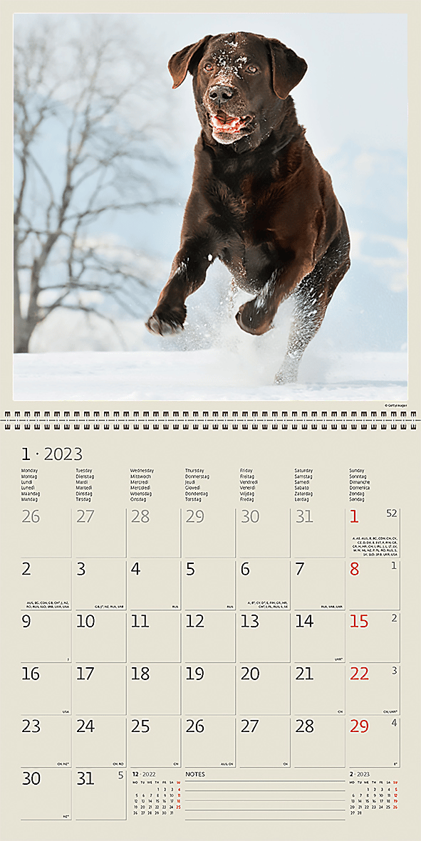 Calendar Dogs 2023 - January