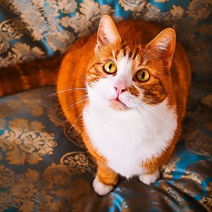 Calendar Cats 2023 - February