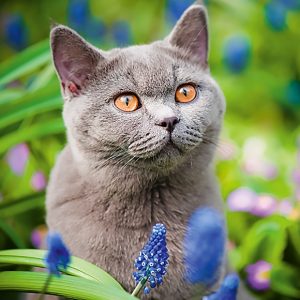 Calendar Cats - March