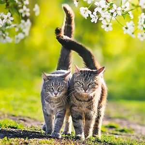 Calendar Cats 2023 - April