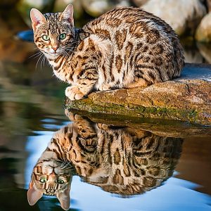 Calendar Cats 2023 - May