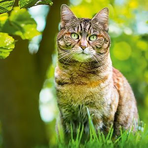 Calendar Cats 2023 - July