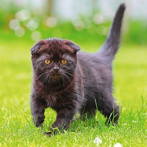 Calendar Cats 2023 - August