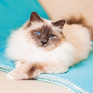 Calendar Cats 2023 - October