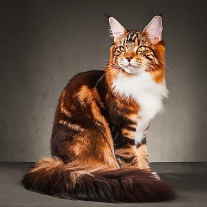 Calendar Cats 2023 - November
