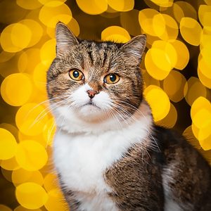 Calendar Cats 2023 - December