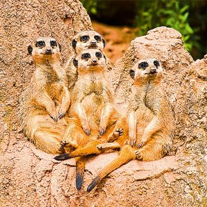 Calendar Animal Friends 2023 - March