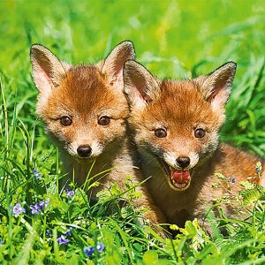 Calendar Animal Friends 2023 - April
