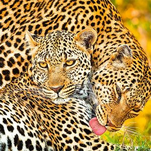 Calendar Animal Friends 2023 - June
