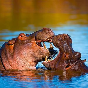 Calendar Animal Friends 2023 - July