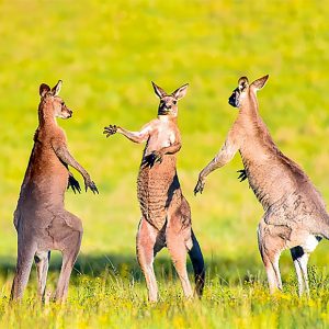 Calendar Animal Friends 2023 - August