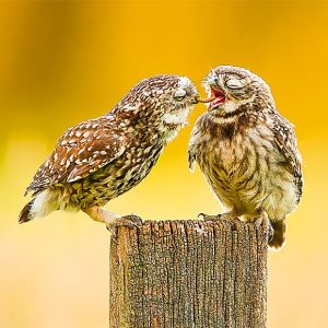 Calendar Animal Friends 2023 - September