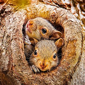 Calendar Animal Friends 2023 - November