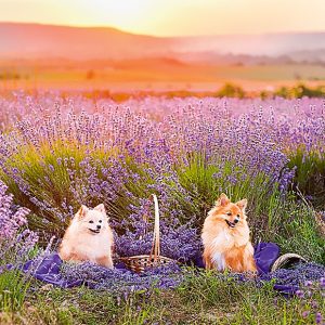 Calendar Provence 2023 - April