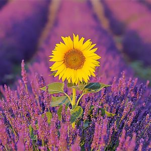 Calendar Provence 2023 - May