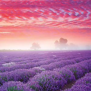 Calendar Provence 2023 - June