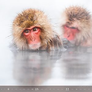 Calendar Wildlife 2023 - January