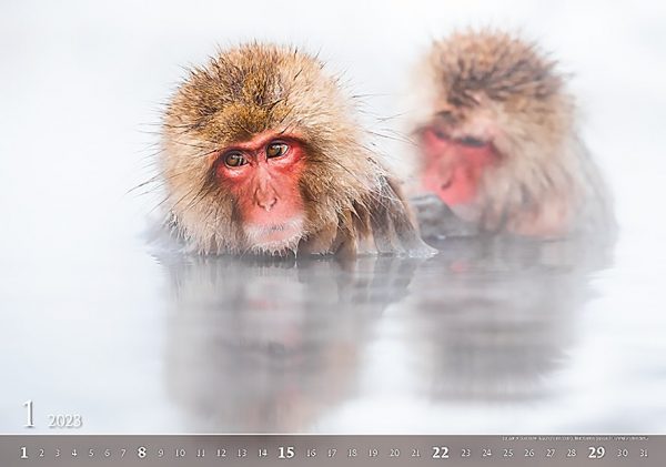 Calendar Wildlife 2023 - January