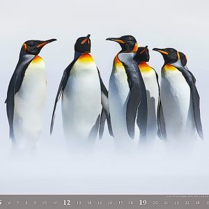Calendar Wildlife 2023 - February
