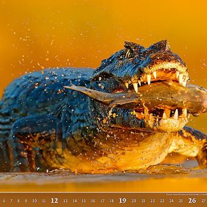 Calendar Wildlife 2023 - March
