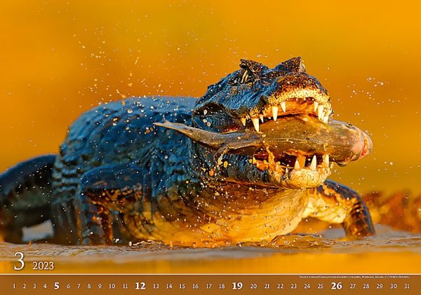 Calendar Wildlife 2023 - March
