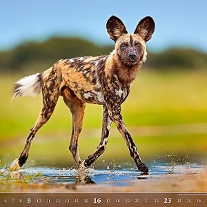 Calendar Wildlife 2023 - April