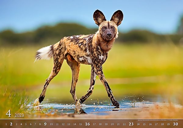 Calendar Wildlife 2023 - April