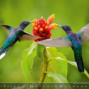 Calendar Wildlife 2023 - May