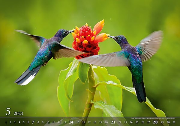 Calendar Wildlife 2023 - May