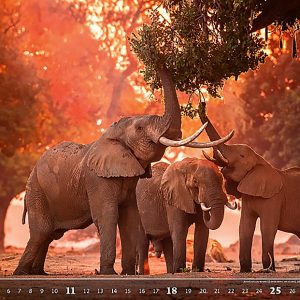 Calendar Wildlife 2023 - June