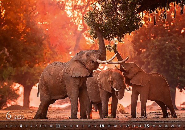 Calendar Wildlife 2023 - June