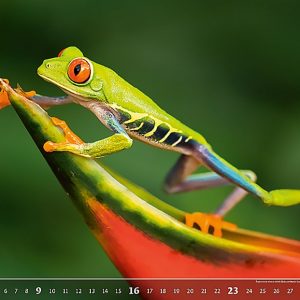 Calendar Wildlife 2023 - July