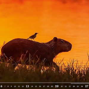 Calendar Wildlife 2023 - August