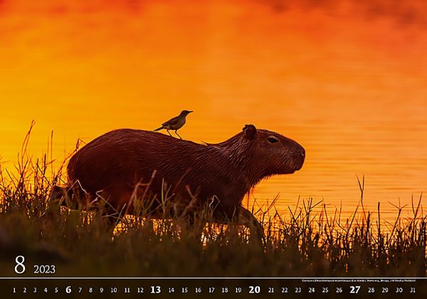 Calendar Wildlife 2023 - August