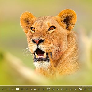Calendar Wildlife 2023 - September