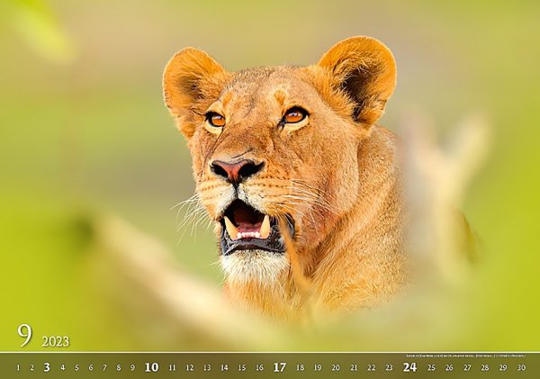 Calendar Wildlife 2023 - September