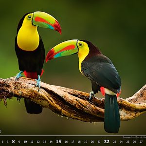 Calendar Wildlife 2023 - October
