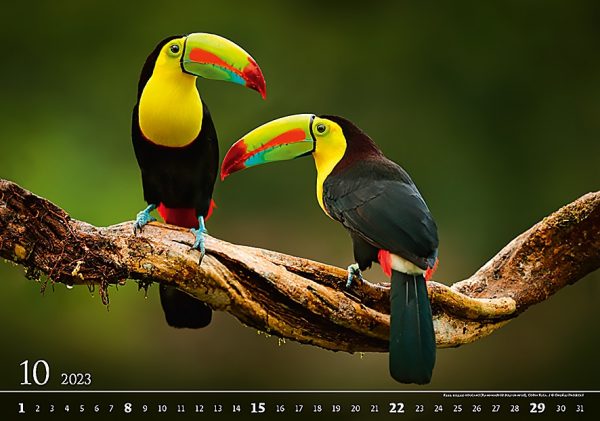 Calendar Wildlife 2023 - October