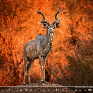 Calendar Wildlife 2023 - November