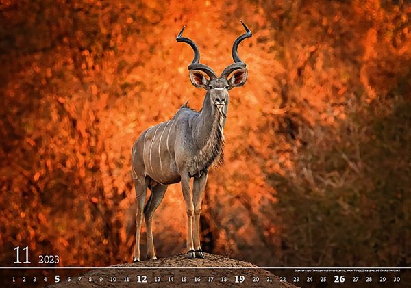 Calendar Wildlife 2023 - November