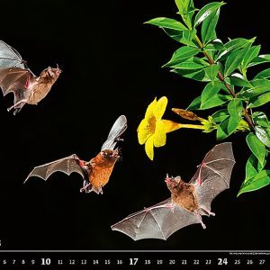 Calendar Wildlife 2023 - December