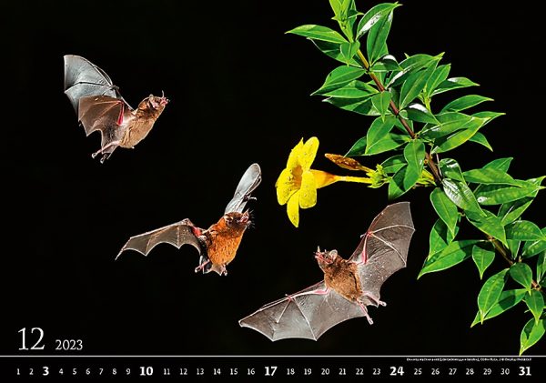Calendar Wildlife 2023 - December