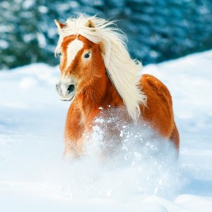 Wall calendar Horses 2024 - February