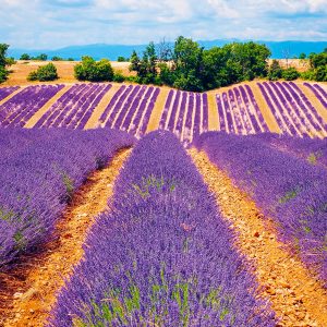 Calendar Provence 2024 - August