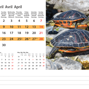 Desk calendar Wildlife 2024 - April