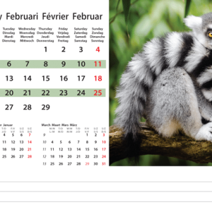 Desk calendar Wildlife 2024 - February
